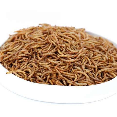 High Quality Pet Food Wholesale Factory Dry Tenebrio Molitor Mealworm